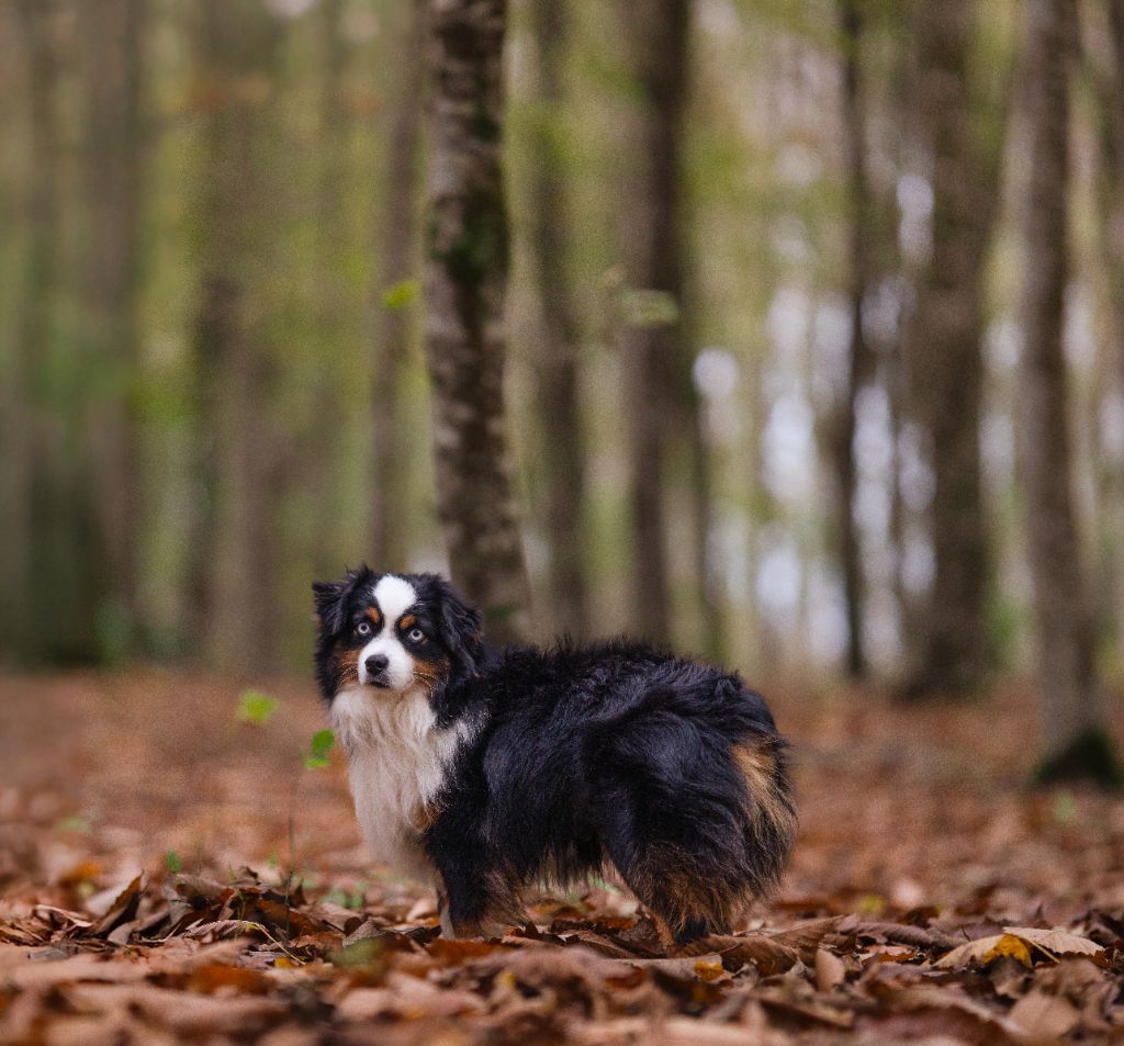 CH. fullerton Return to sunders elvis