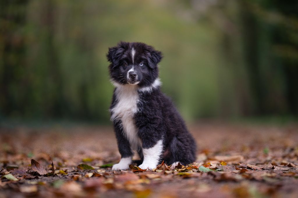 Atlas d'aussis et minis breiz (Sans Affixe)