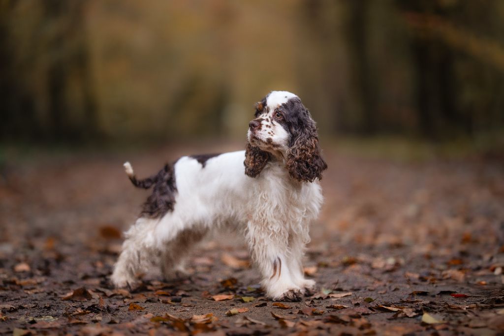 Ubelle aussis et minis breiz