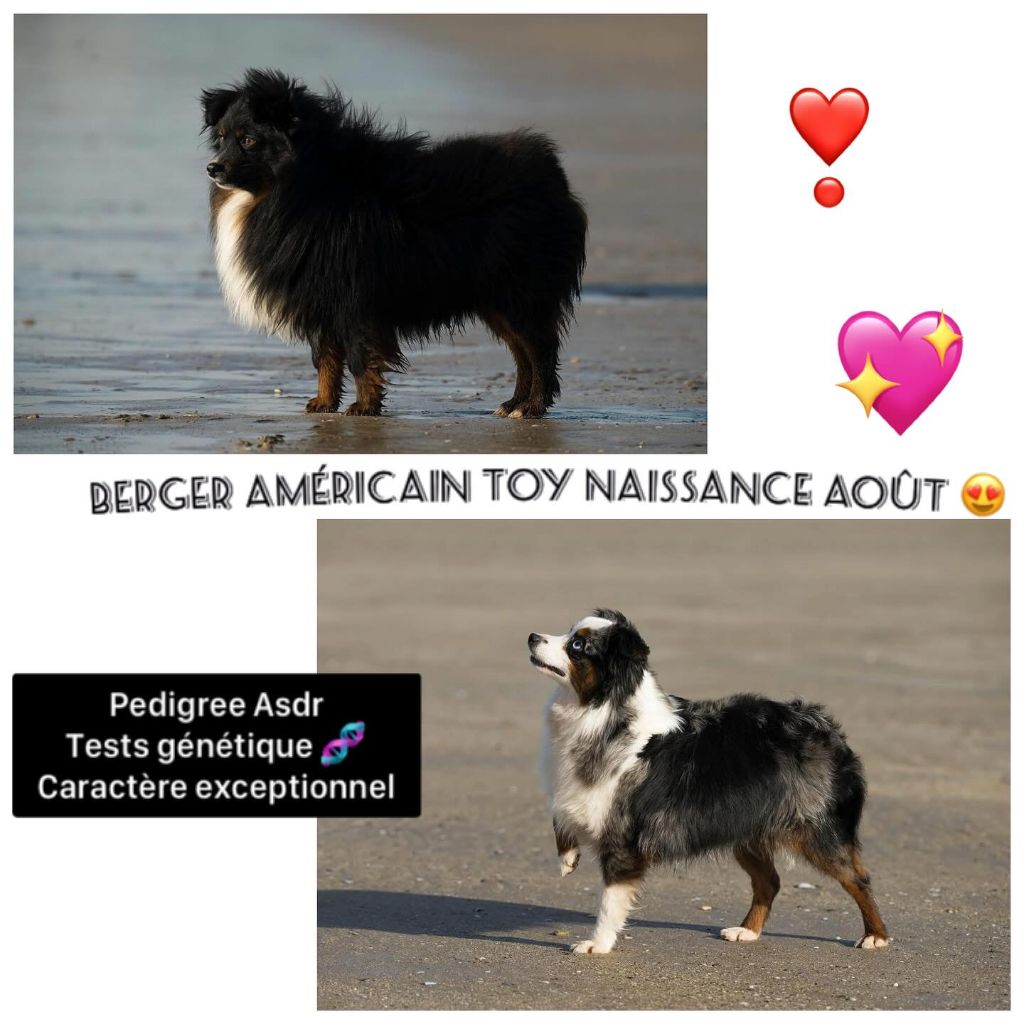 Berger australien Toy sont né  !!