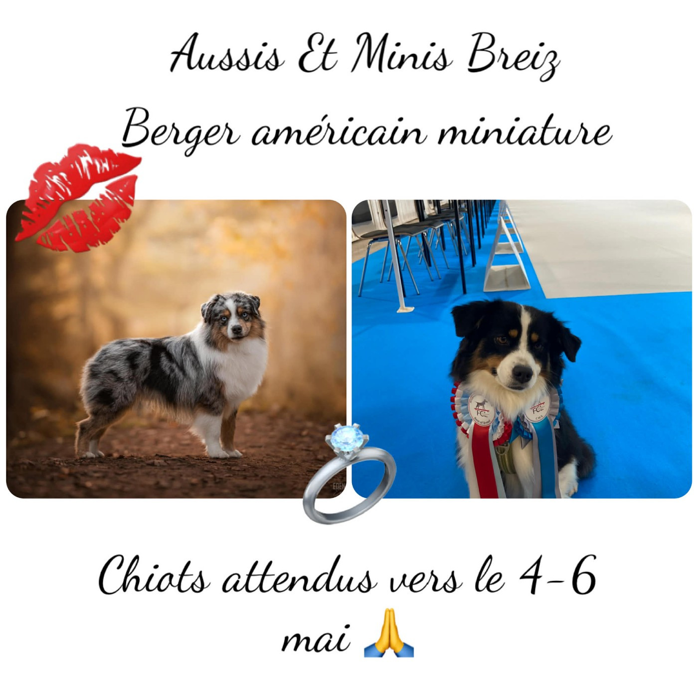 Deux portées attendu à naître en mai !!
