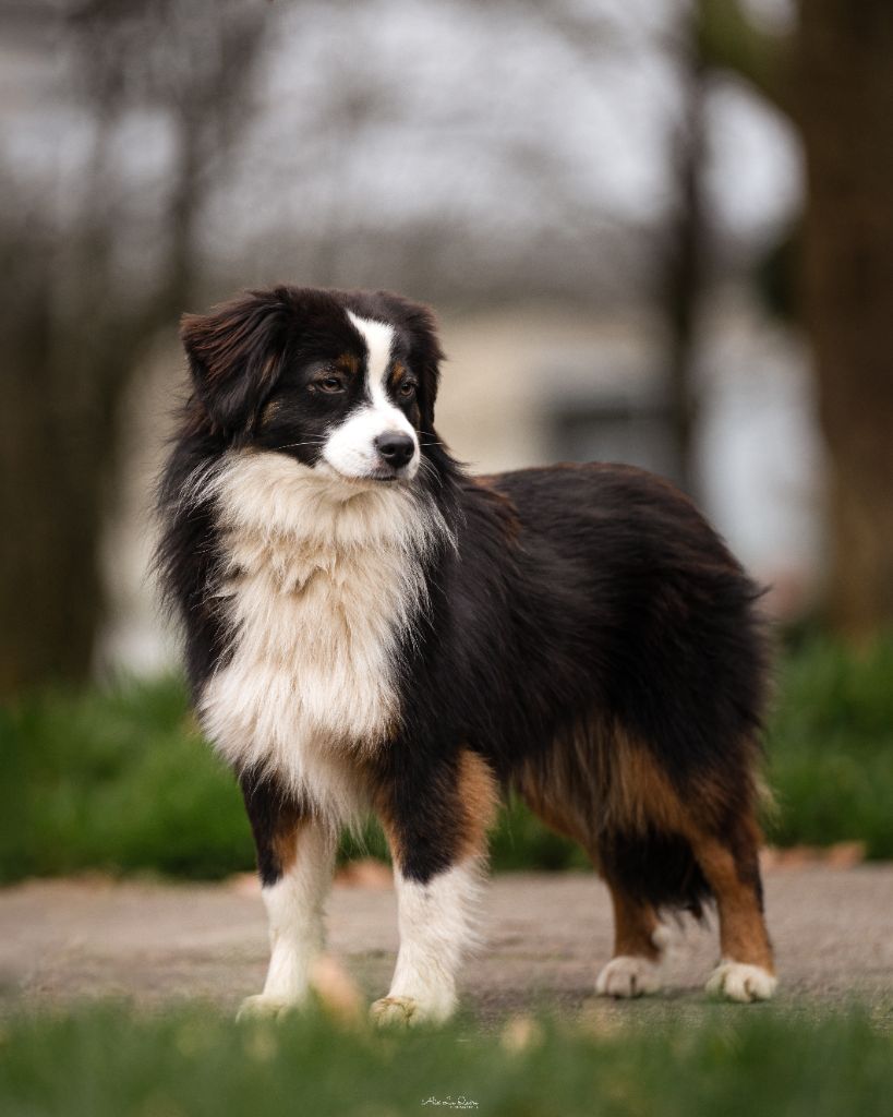 Berger australien Toy sont né  !!