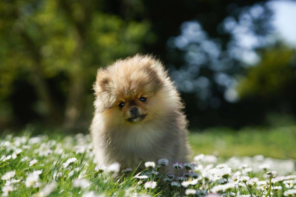 Melanie Le Seach - Chiots disponibles - Spitz allemand