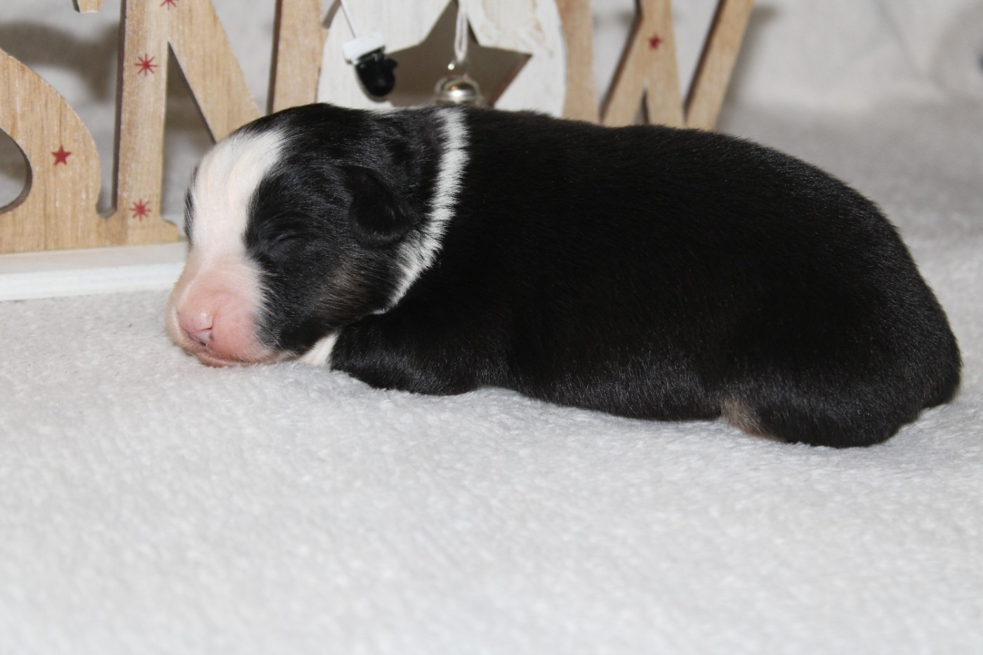 Melanie Le Seach - Chiots disponibles - Berger Américain Miniature 