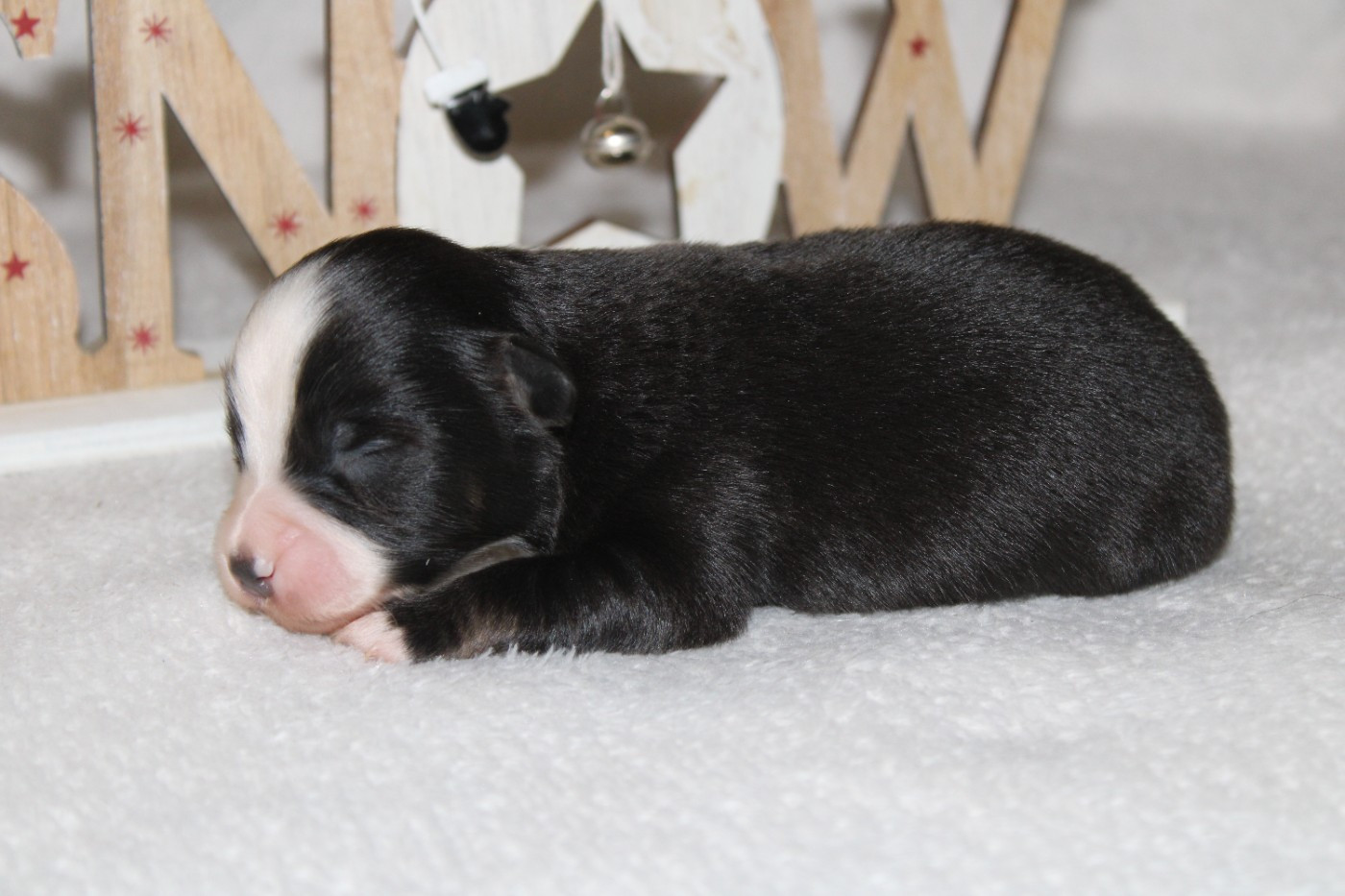 Melanie Le Seach - Chiots disponibles - Berger Américain Miniature 