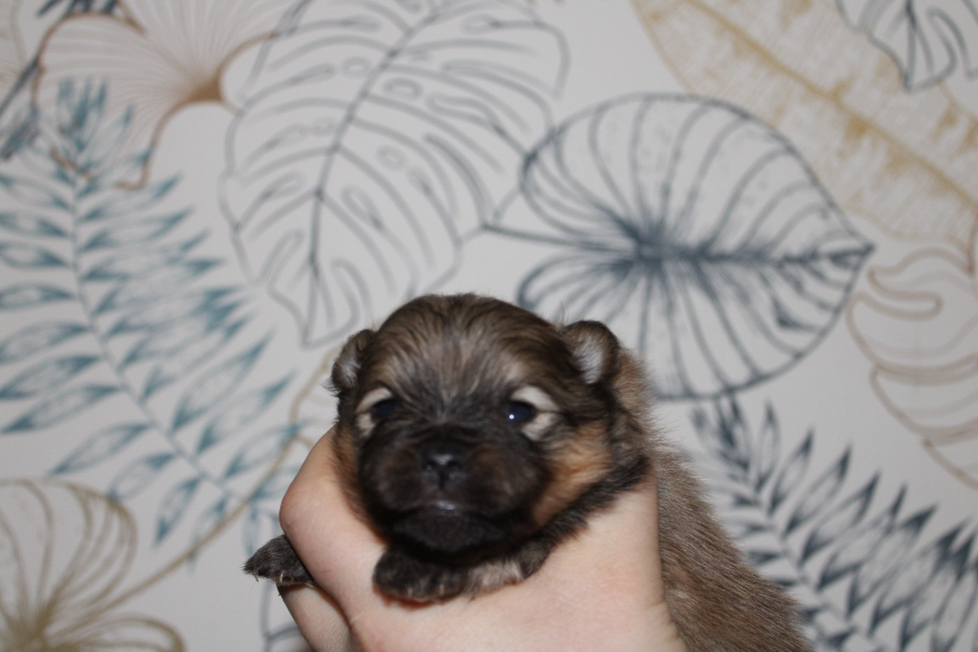 Melanie Le Seach - Chiots disponibles - Spitz allemand