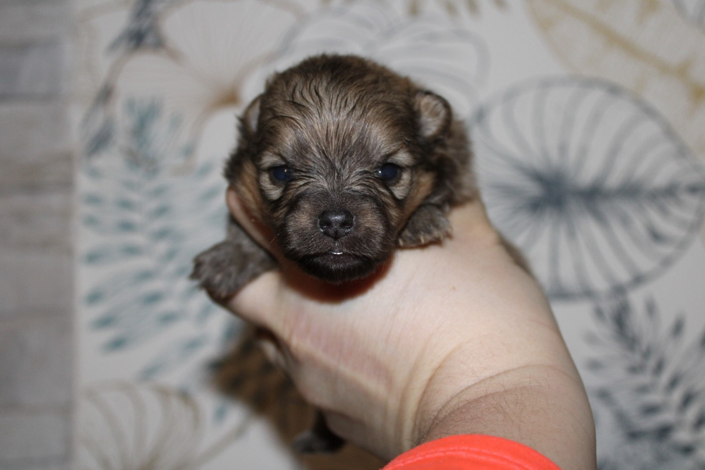 Melanie Le Seach - Chiots disponibles - Spitz allemand