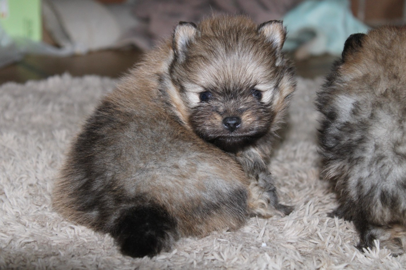 Melanie Le Seach - Chiots disponibles - Spitz allemand