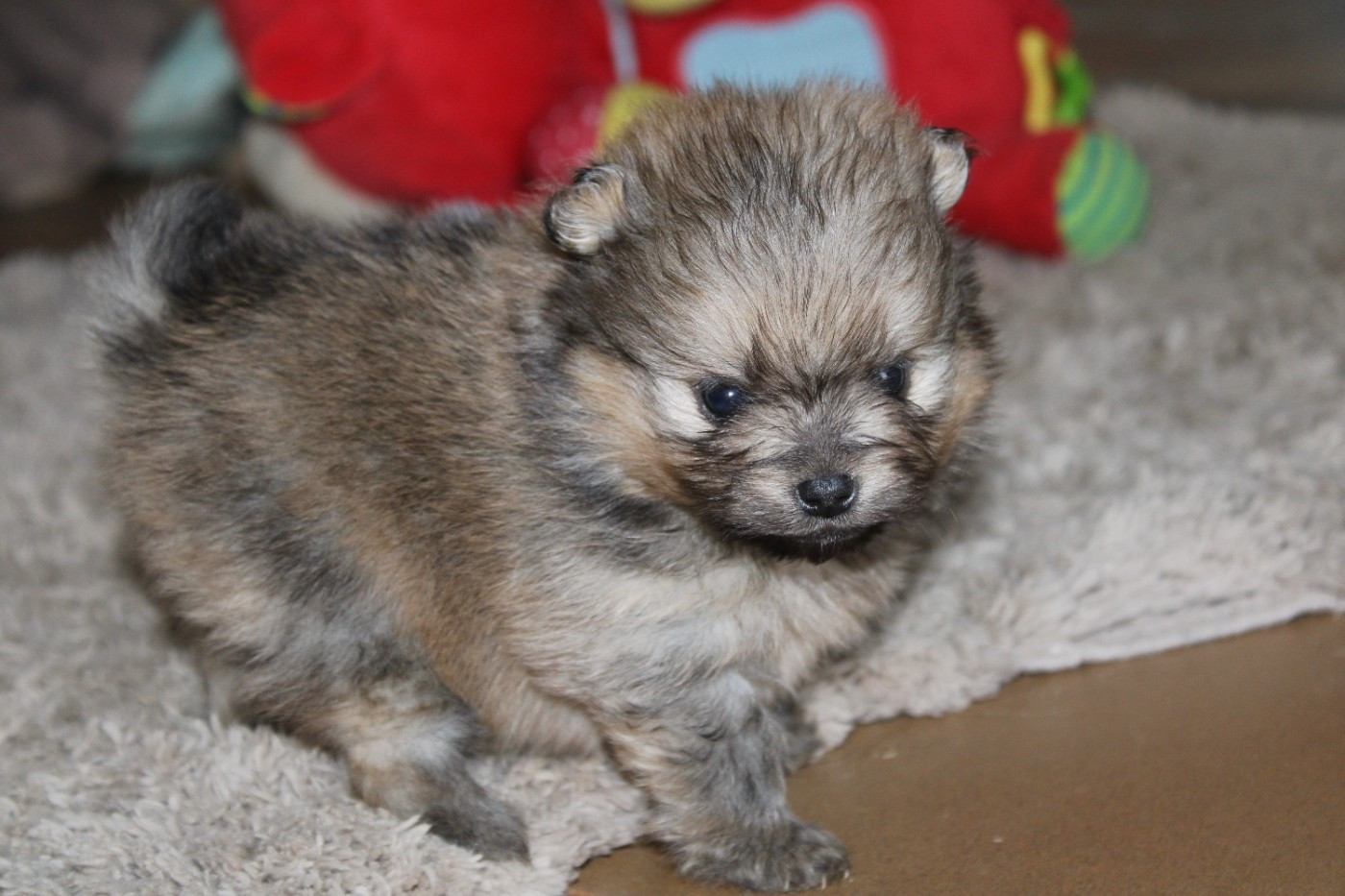 Melanie Le Seach - Chiots disponibles - Spitz allemand