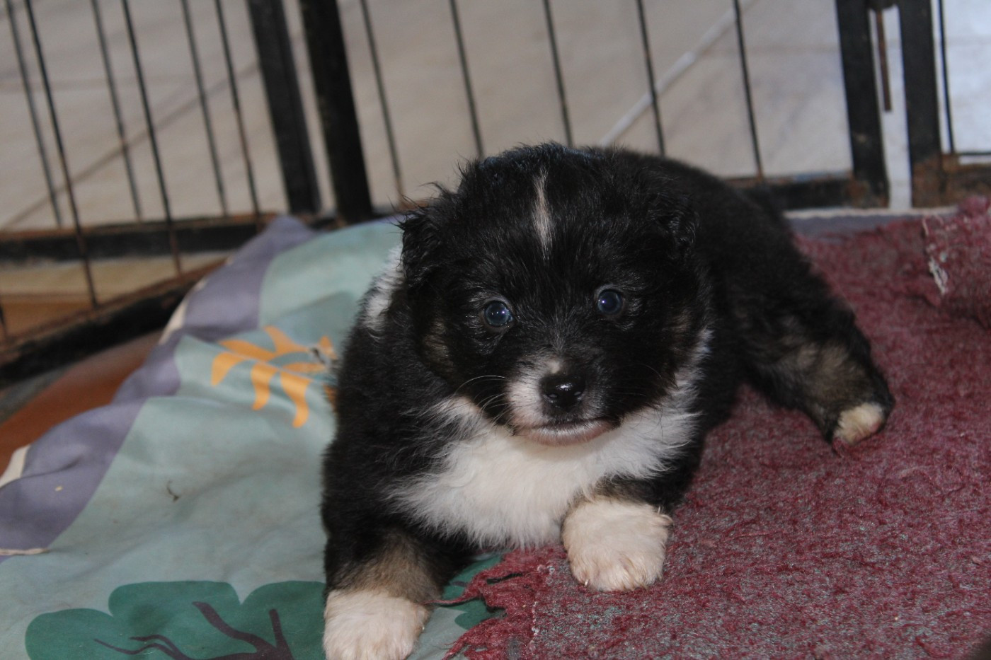 Melanie Le Seach - Chiots disponibles - Berger Américain Miniature 