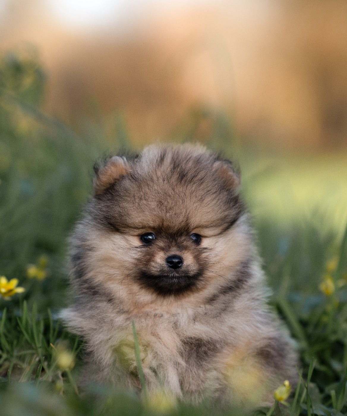 Melanie Le Seach - Chiots disponibles - Spitz allemand