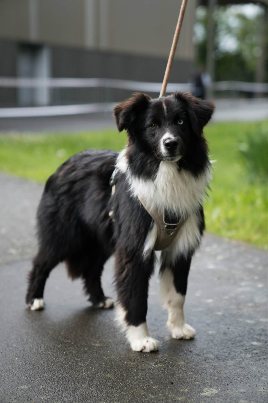 Melanie Le Seach - Chiots disponibles - Berger Américain Miniature 