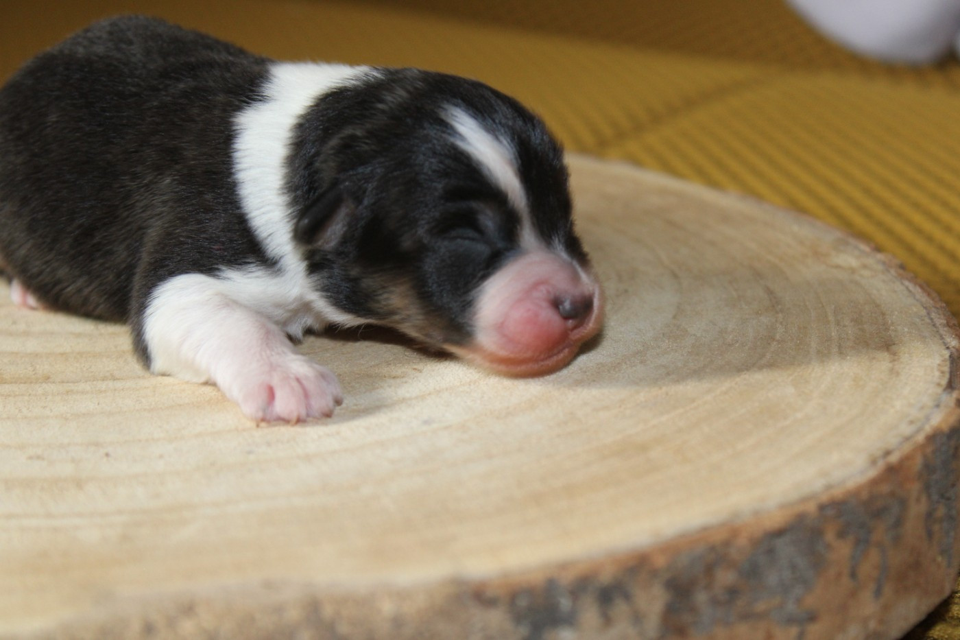 Melanie Le Seach - Chiots disponibles - Berger Américain Miniature 