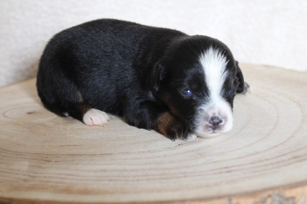 Melanie Le Seach - Chiots disponibles - Berger Américain Miniature 