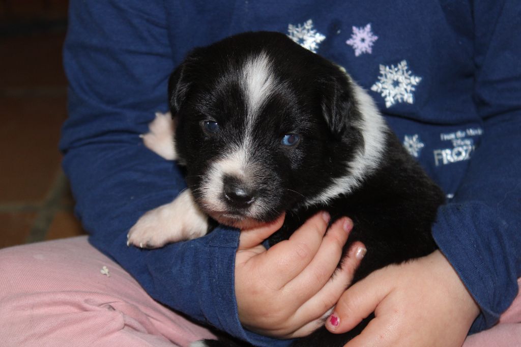 Melanie Le Seach - Chiots disponibles - Berger Américain Miniature 
