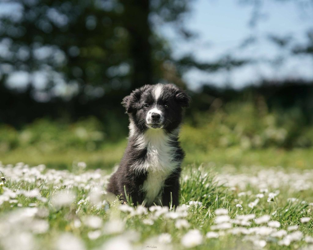 Melanie Le Seach - Chiots disponibles - Berger Américain Miniature 