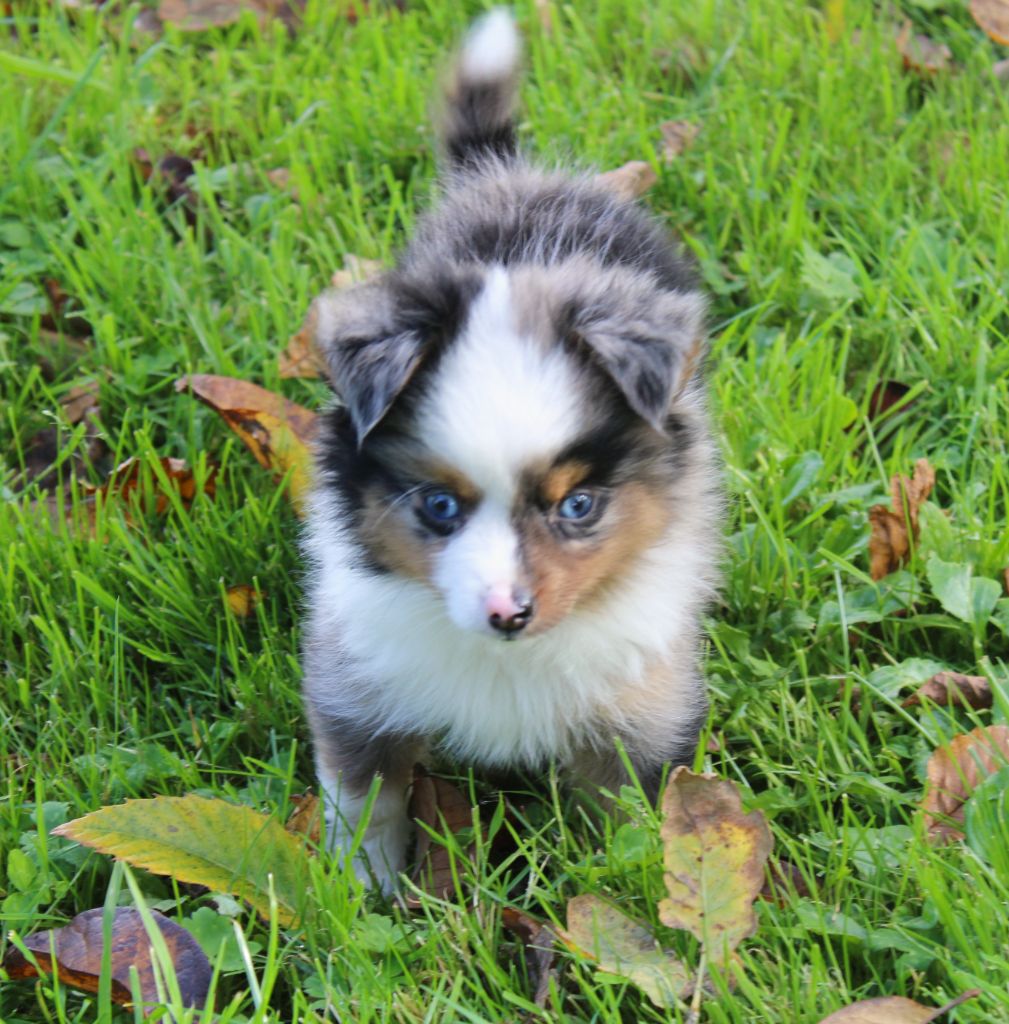Melanie Le Seach - Chiots disponibles - Berger Américain Miniature 