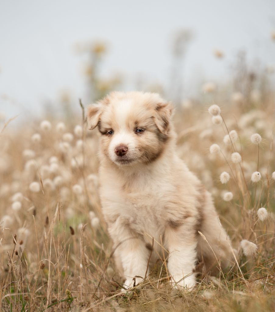 Melanie Le Seach - Chiots disponibles - Berger Américain Miniature 