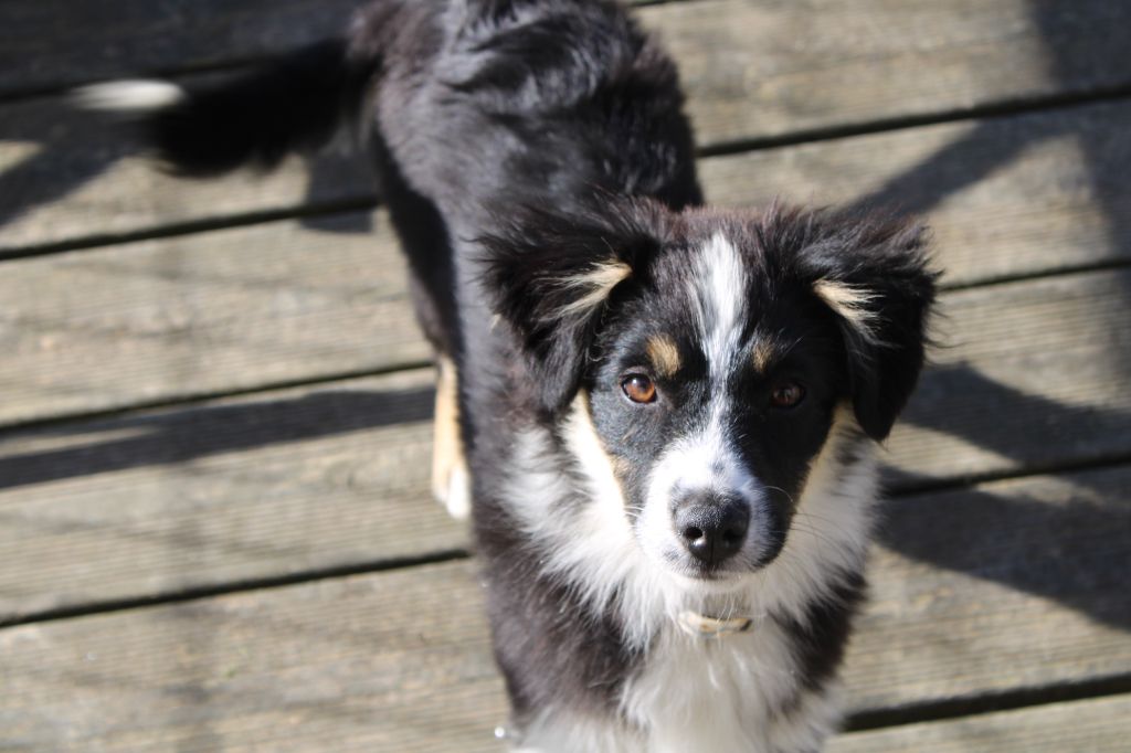 Melanie Le Seach - Chiots disponibles - Berger Américain Miniature 