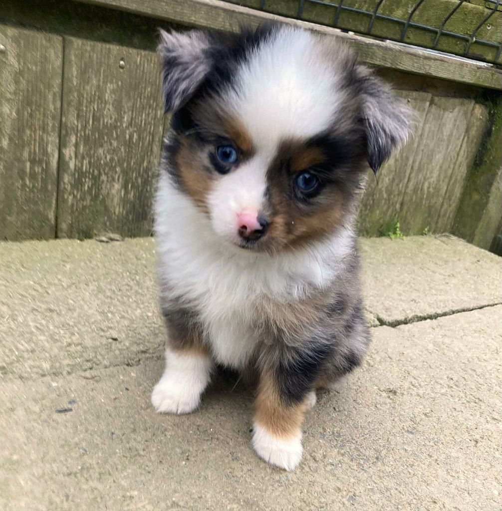 Melanie Le Seach - Chiots disponibles - Berger Américain Miniature 