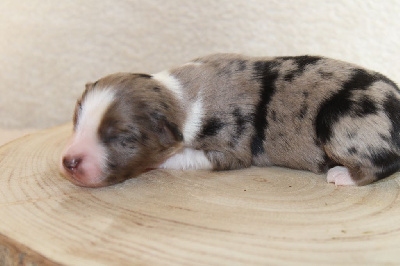 CHIOT 5