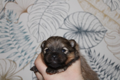 B .... d'aussis et minis breiz