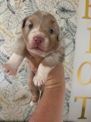 CHIOT 1