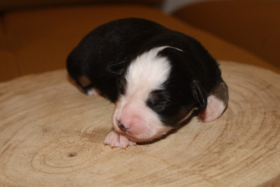 Chiot N°2