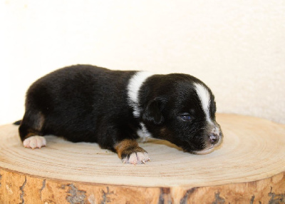 CHIOT