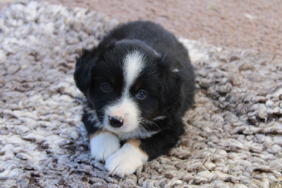 CHIOT