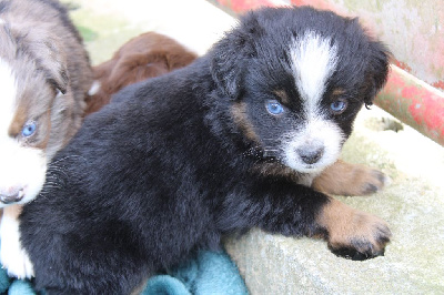 CHIOT