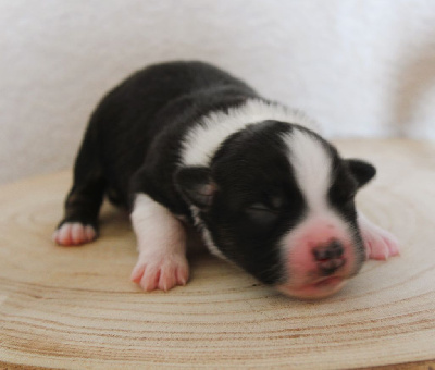 CHIOT 8