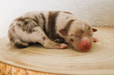 CHIOT 1