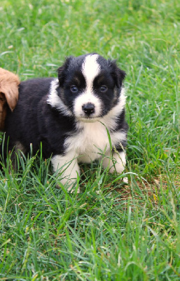 CHIOT 8