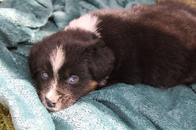 CHIOT
