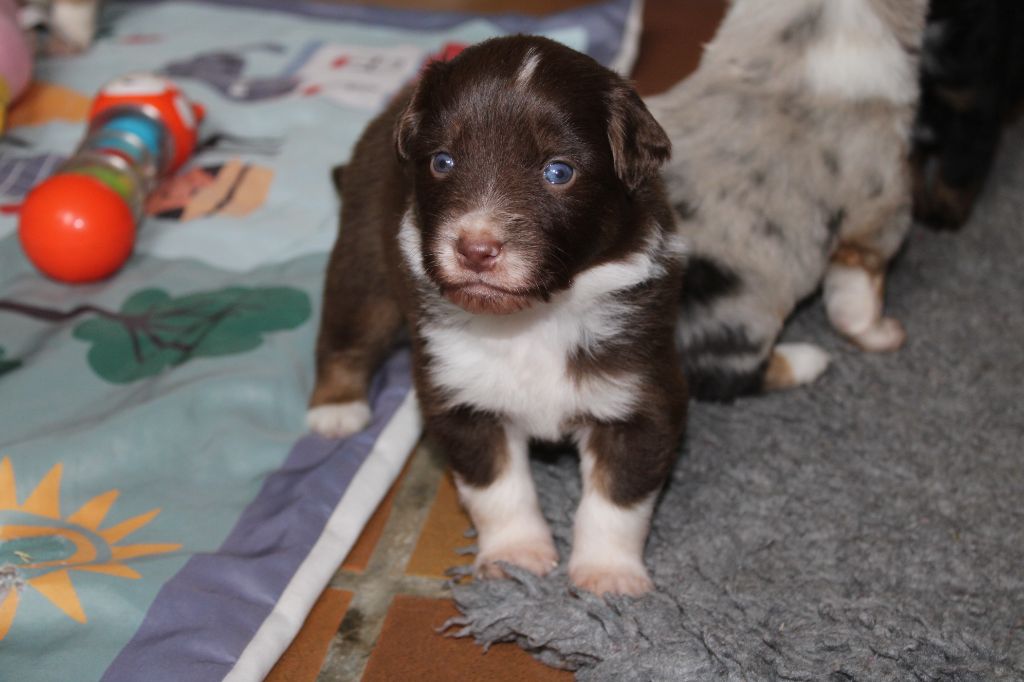 Melanie Le Seach - Chiots disponibles - Berger Américain Miniature 