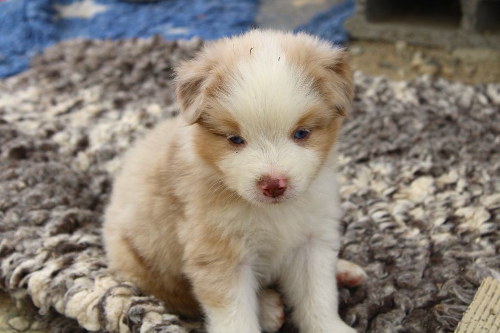 Melanie Le Seach - Chiots disponibles - Berger Américain Miniature 