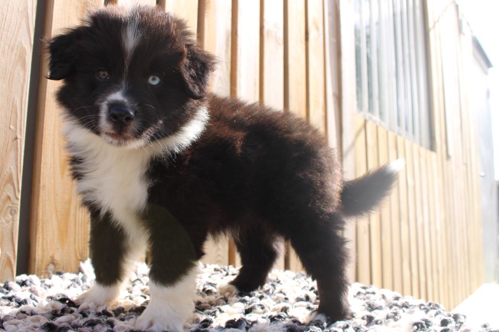 Melanie Le Seach - Chiots disponibles - Berger Américain Miniature 